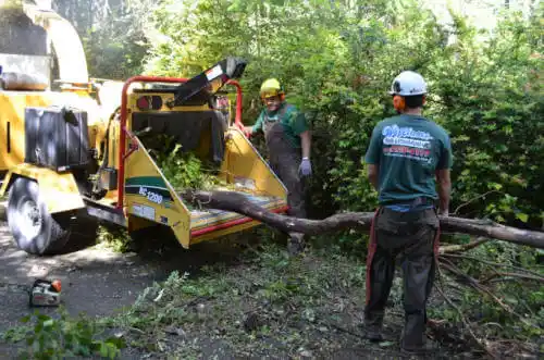 tree services Shoshone